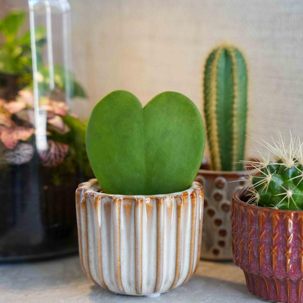 Cadeauset – Love Set – Hartjesplant, pot, wenskaart & geschenktasje