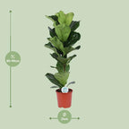 Ficus Lyrata – Ø21cm – ↕90cm