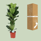 Ficus Lyrata – Ø21cm – ↕90cm