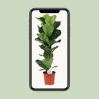 Ficus Lyrata – Ø21cm – ↕90cm