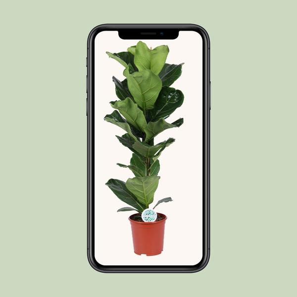 Ficus Lyrata – Ø21cm – ↕90cm