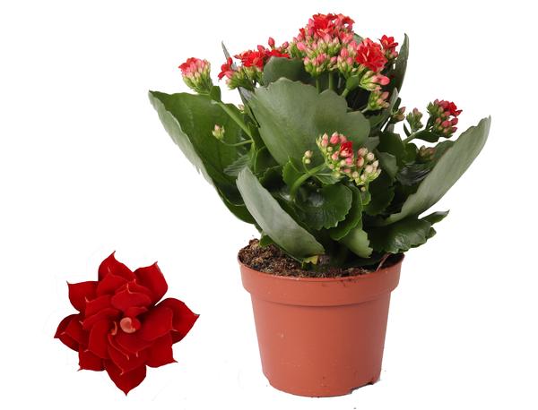 Kalanchoe Rosalina Don Justino Rood – Ø12cm – ↕27cm