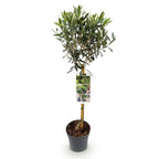 Plant op Stam – Olea Europaea – Terras Plant – Olijfgroen Blad – Pot 19cm Hoogte 90cm