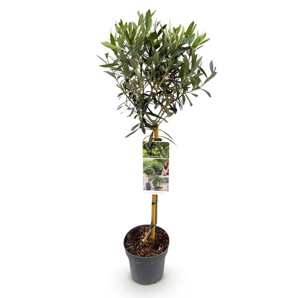 Plant op Stam – Olea Europaea – Terras Plant – Olijfgroen Blad – Pot 19cm Hoogte 90cm