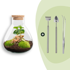 DIY terrarium – Sammie Coffea Red – Ø 22,5 cm ↑ 27 cm – Rake + Shovel + Tweezer