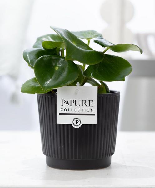 Peperomia Raindrop In P&PURE Liv Ceramics Matt Black – Ø12cm – ↕25cm