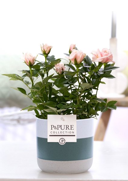 Rosa Light Pink In P&PURE Lauren Ceramics – Ø12cm – ↕30cm