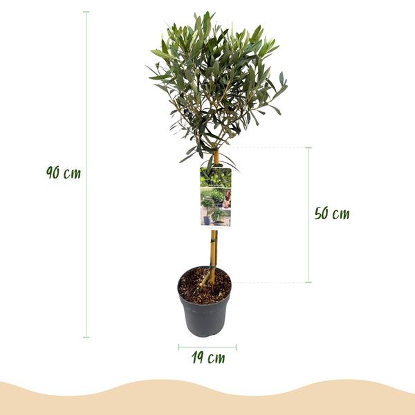Plant op Stam – Olea Europaea – Terras Plant – Olijfgroen Blad – Pot 19cm Hoogte 90cm
