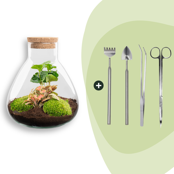 DIY terrarium – Sammie Coffea Red – Ø 22,5 cm ↑ 27 cm – Rake + Shovel + Tweezer + Scissors