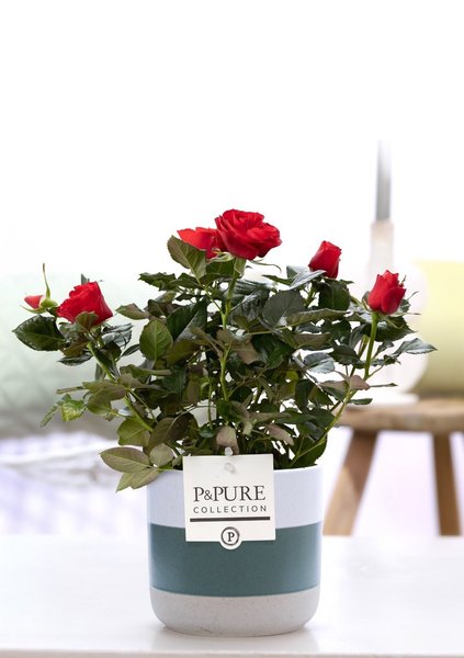 Rosa Red In P&PURE Lauren Ceramics – Ø12cm – ↕30cm