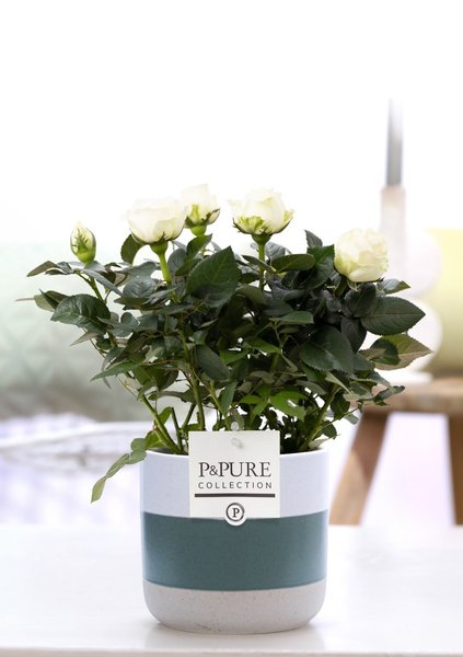 Rosa White In P&PURE Lauren Ceramics – Ø12cm – ↕30cm