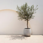 Plant op Stam – Olea Europaea – Terras Plant – Olijfgroen Blad – Pot 19cm Hoogte 90cm