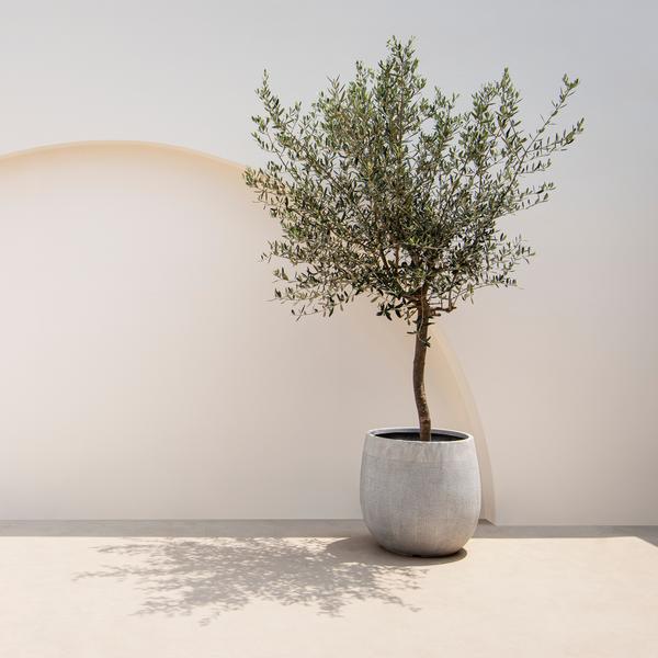 Plant op Stam – Olea Europaea – Terras Plant – Olijfgroen Blad – Pot 19cm Hoogte 90cm
