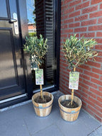 Plant op Stam – Olea Europaea – Terras Plant – Olijfgroen Blad – Pot 19cm Hoogte 90cm