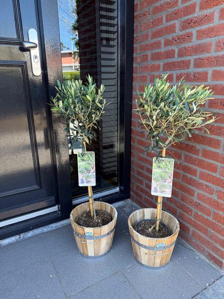 Plant op Stam – Olea Europaea – Terras Plant – Olijfgroen Blad – Pot 19cm Hoogte 90cm
