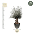 Olea Europaea Bonsai Olijfboom – 270cm- Ø80