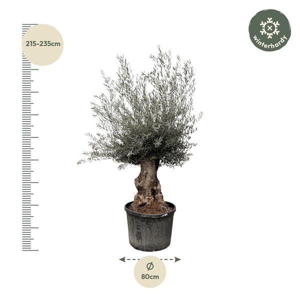 Olea Europaea Bonsai Olijfboom – 270cm- Ø80