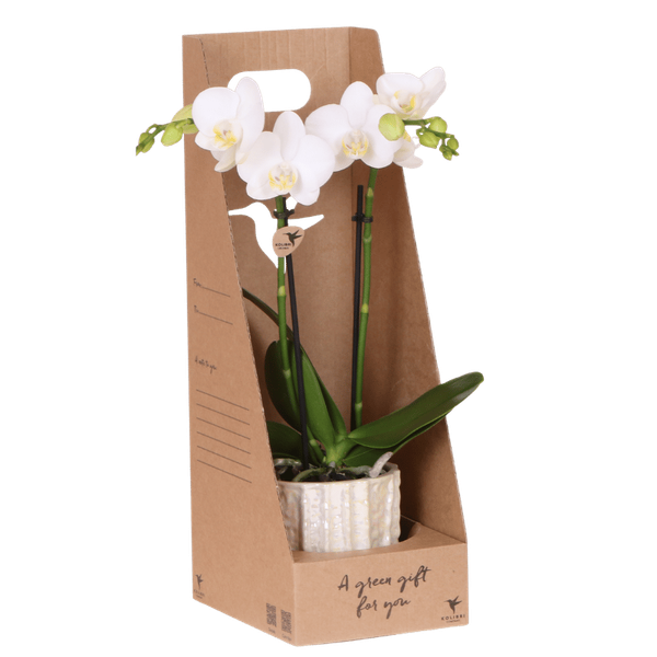 Kolibri Orchids | Witte Amabilis orchidee cadeauset – incl. giftbox, orchidee & sierpot – Ø9cm
