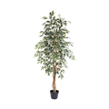 ARTIFICIAL Ficus benjamina variegata – 160cm