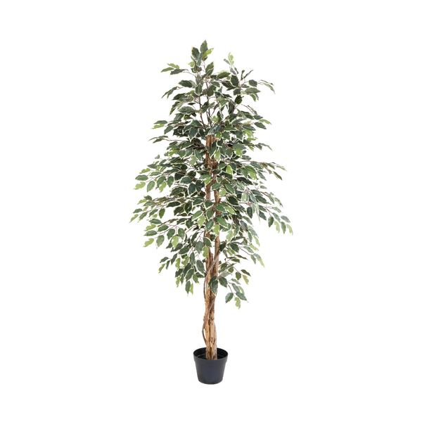 ARTIFICIAL Ficus benjamina variegata – 160cm