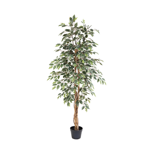 ARTIFICIAL Ficus benjamina variegata – 160cm