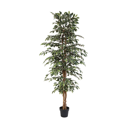 ARTIFICIAL Ficus benjamina variegata – 205cm