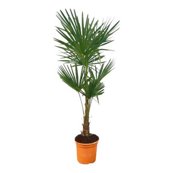 Trachycarpus Fortuneii – 120-160cm – Ø27
