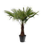 Trachycarpus Fortunei – 220 – 240cm – Ø40-45