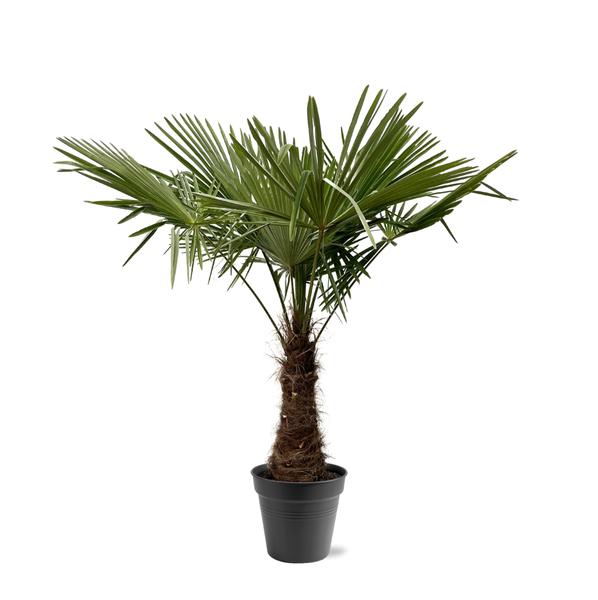 Trachycarpus Fortunei – 220 – 240cm – Ø40-45
