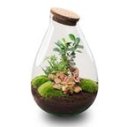 DIY Planten terrarium – Drop XL Bonsai ‘red’ – Ø 24 cm ↑ 37 cm – No tools