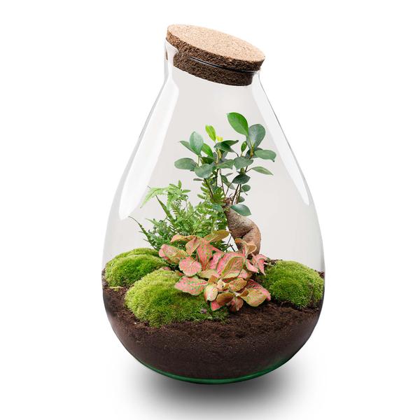 DIY Planten terrarium – Drop XL Bonsai ‘red’ – Ø 24 cm ↑ 37 cm – No tools