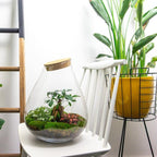 DIY Planten terrarium – Drop XL Bonsai ‘red’ – Ø 24 cm ↑ 37 cm – No tools