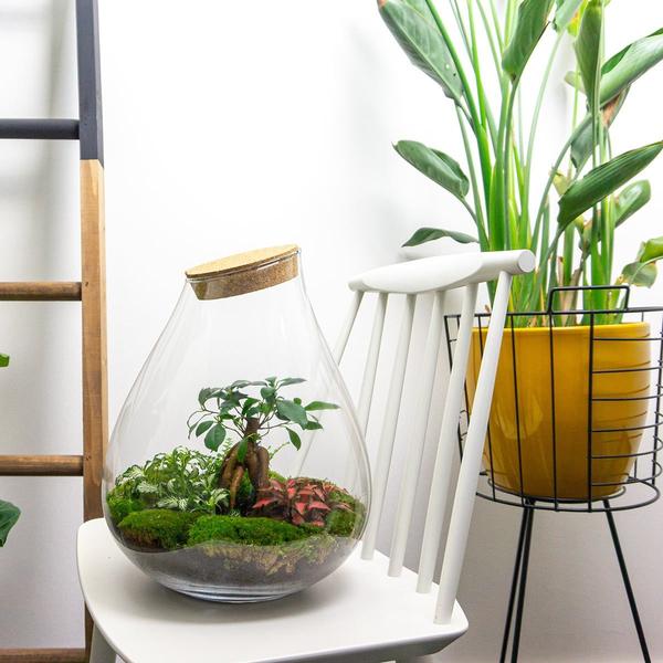 DIY Planten terrarium – Drop XL Bonsai ‘red’ – Ø 24 cm ↑ 37 cm – No tools