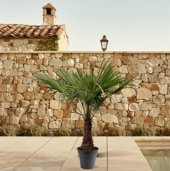 Trachycarpus Fortunei – 220 – 240cm – Ø40-45