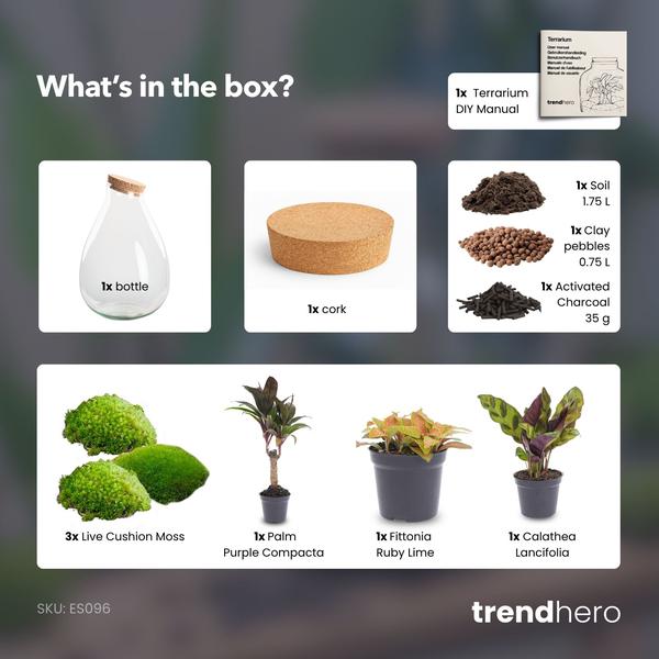 DIY Planten terrarium – Drop XL Palm – Ø 24 cm ↑ 37 cm – No tools