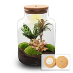 DIY Planten terrarium met licht – Milky Palm – Ø 21 cm ↑ 30 cm