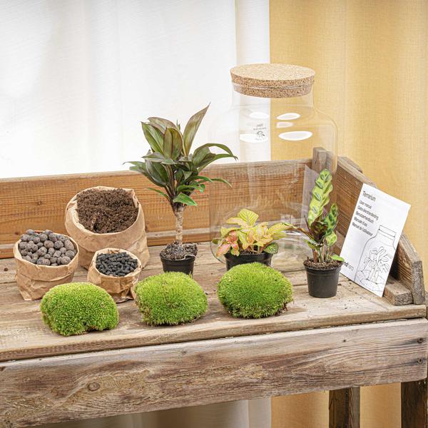 DIY Planten terrarium met licht – Milky Palm – Ø 21 cm ↑ 30 cm