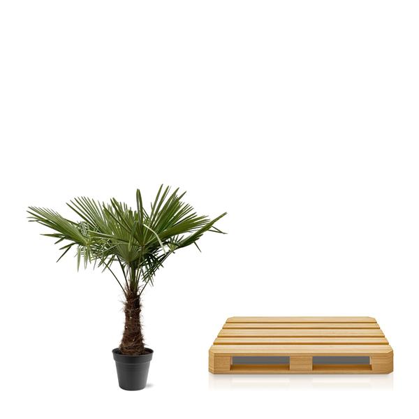 Trachycarpus Fortunei – 220 – 240cm – Ø40-45