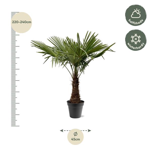 Trachycarpus Fortunei – 220 – 240cm – Ø40-45