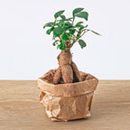 Planten terrarium navulling & Startpakket – 5 planten