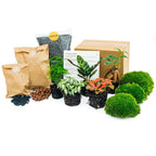 Planten terrarium navulling & Startpakket – 5 planten