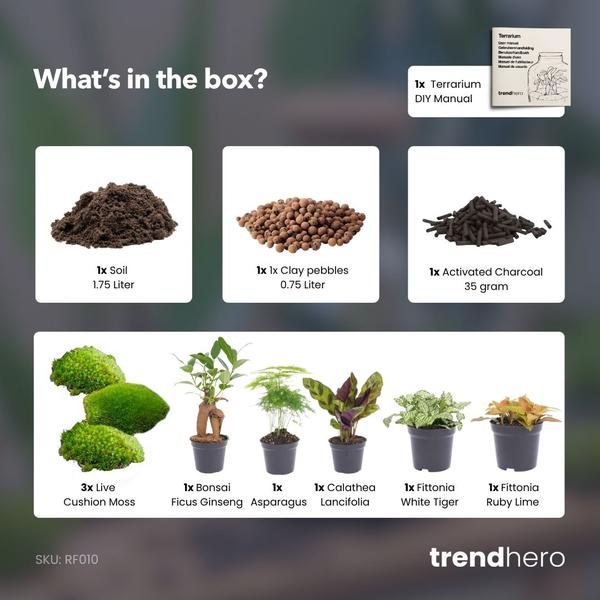 Planten terrarium navulling & Startpakket – 5 planten