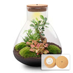 DIY planten terrarium met licht – Sam XL Bonsai – Ø 30 cm ↑ 32 cm