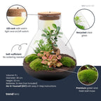 DIY planten terrarium met licht – Sam XL Bonsai – Ø 30 cm ↑ 32 cm