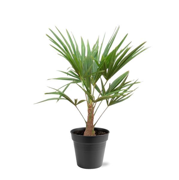 Trachycarpus Fortunei – 85-100cm – Ø21