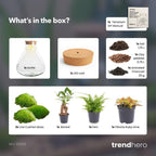 DIY planten terrarium met licht – Sam XL Bonsai – Ø 30 cm ↑ 32 cm