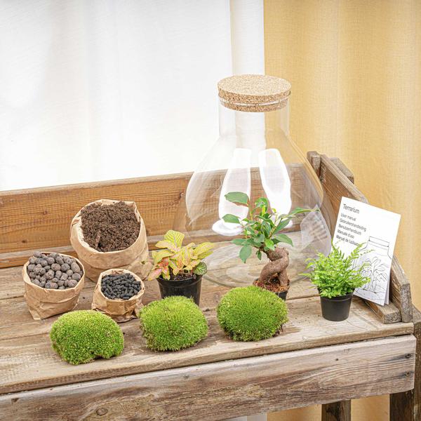 DIY planten terrarium met licht – Sam XL Bonsai – Ø 30 cm ↑ 32 cm