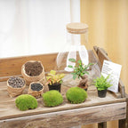 DIY planten terrarium met licht – Sam XL Bonsai – Ø 30 cm ↑ 32 cm