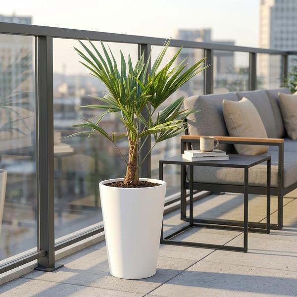 Trachycarpus Fortunei – 85-100cm – Ø21