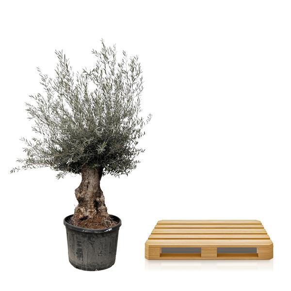 Olea Europaea Bonsai Olijfboom – 270cm- Ø80